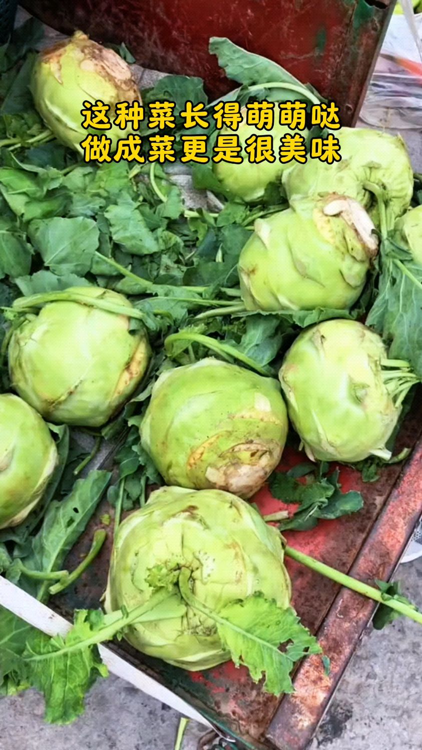 这种萌萌的大菜头大家一定不陌生，他就是中国的榨菜