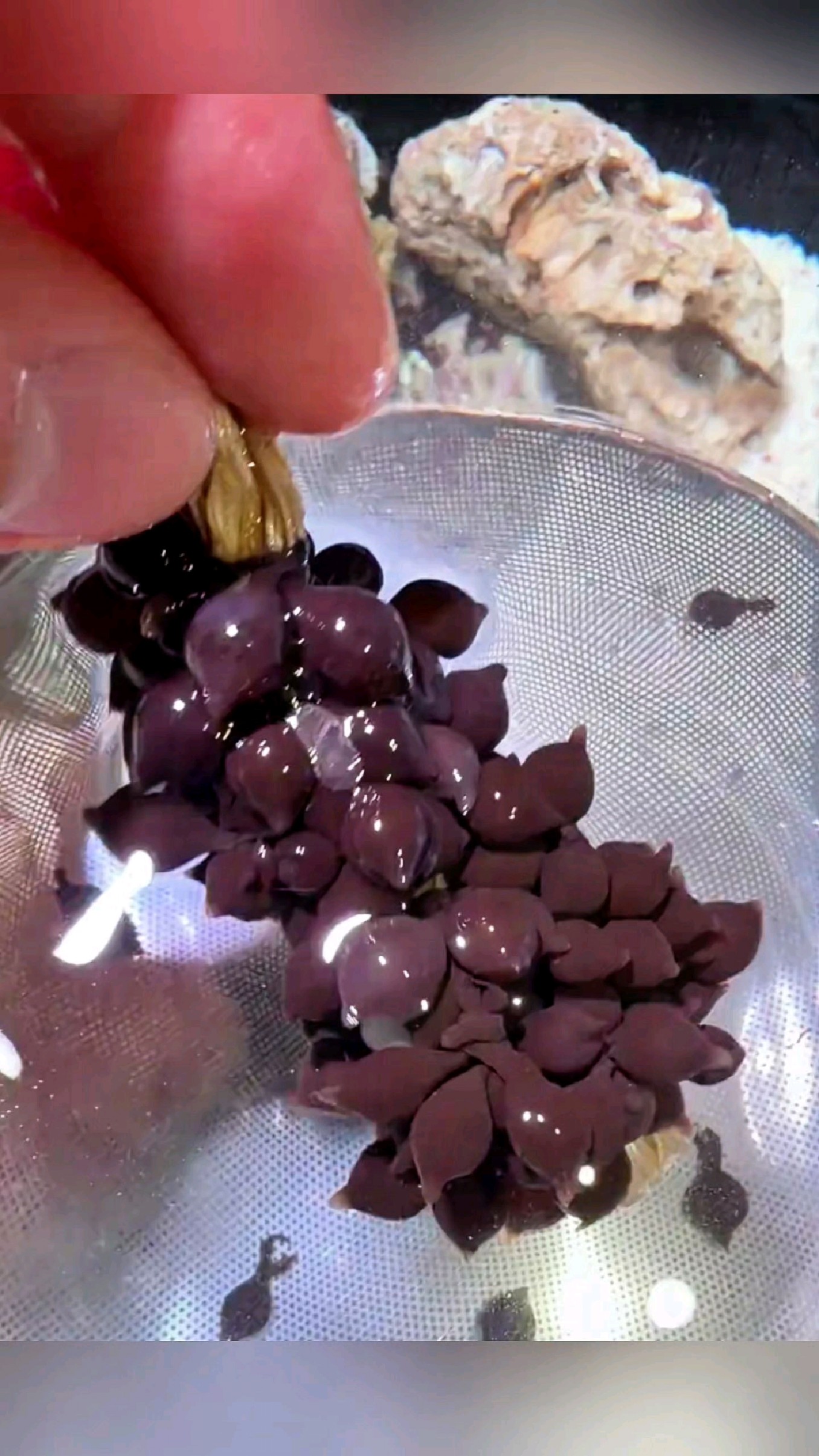 章鱼会把卵产在他们能找到的浮木上面#我的钓鱼日记
