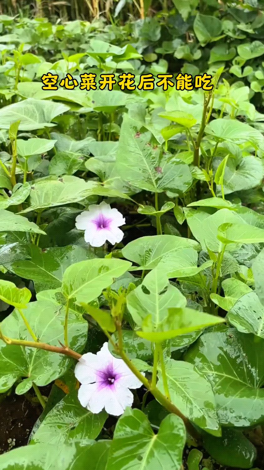 空心菜开花了之后就不能吃了 #勤劳的农村人 #动植物趣味百科