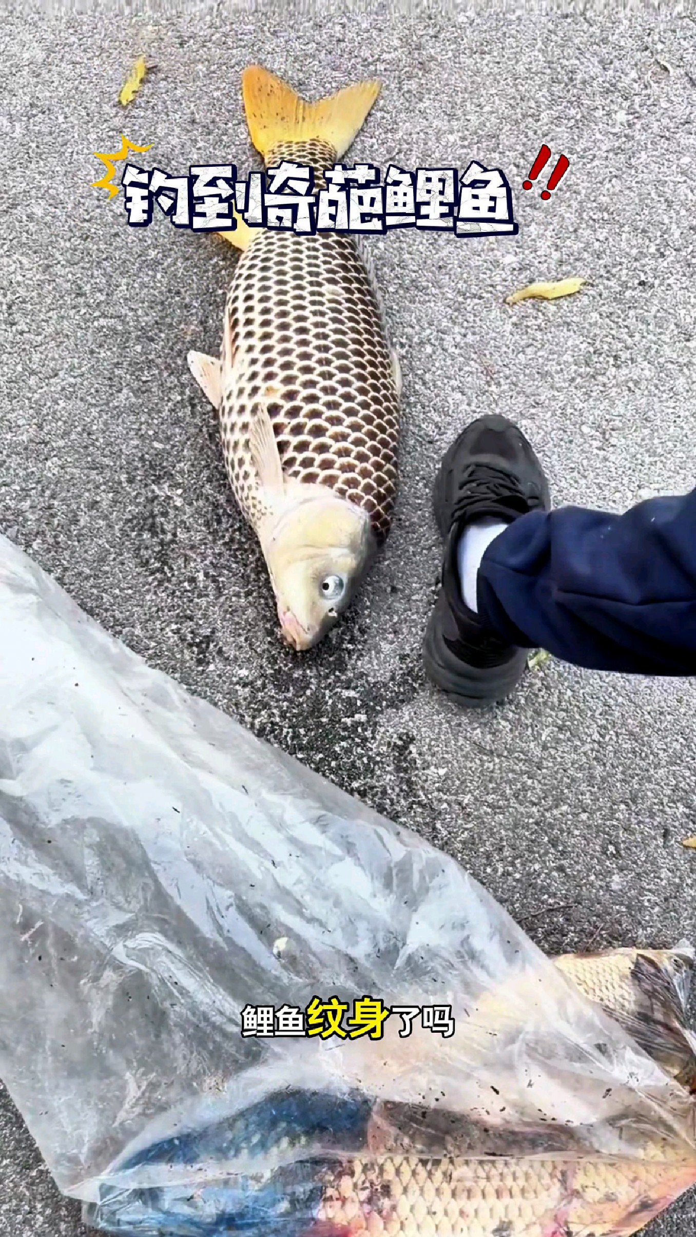鲤鱼纹身了吗?这是什么奇葩鱼鲤鱼啊#我的钓鱼日记