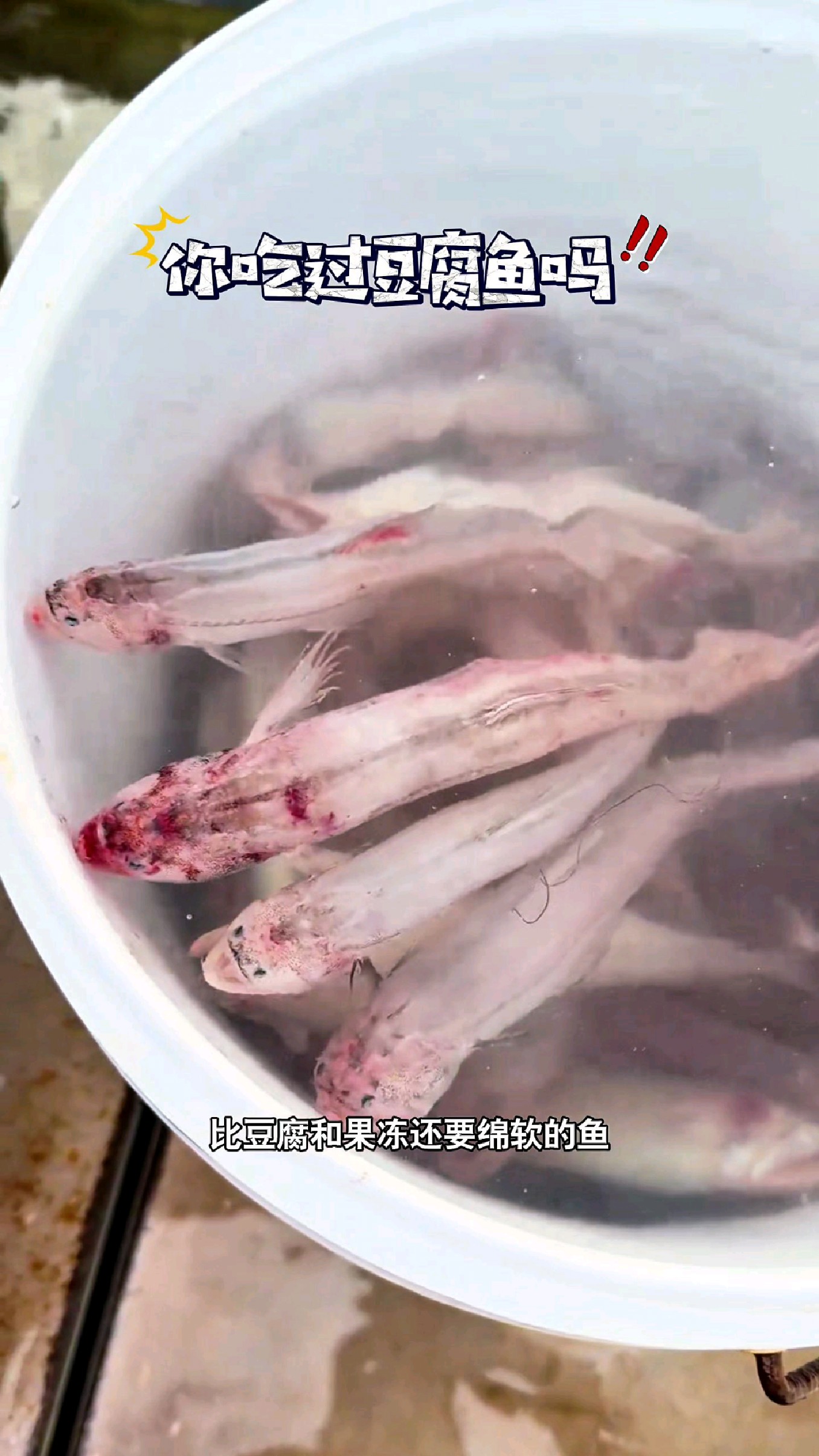 有一种比豆腐和果冻还要绵软的鱼#我的钓鱼日记