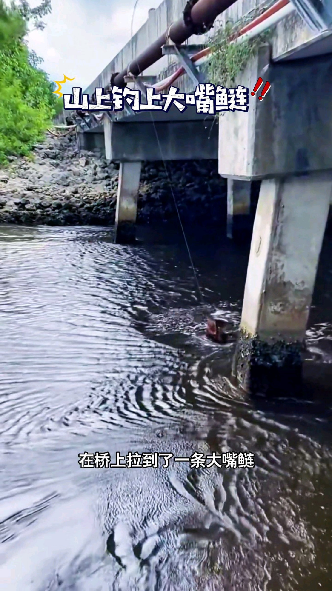 在桥上拉到了一条大嘴鲢#我的钓鱼日记 #钓鱼也能这么快乐