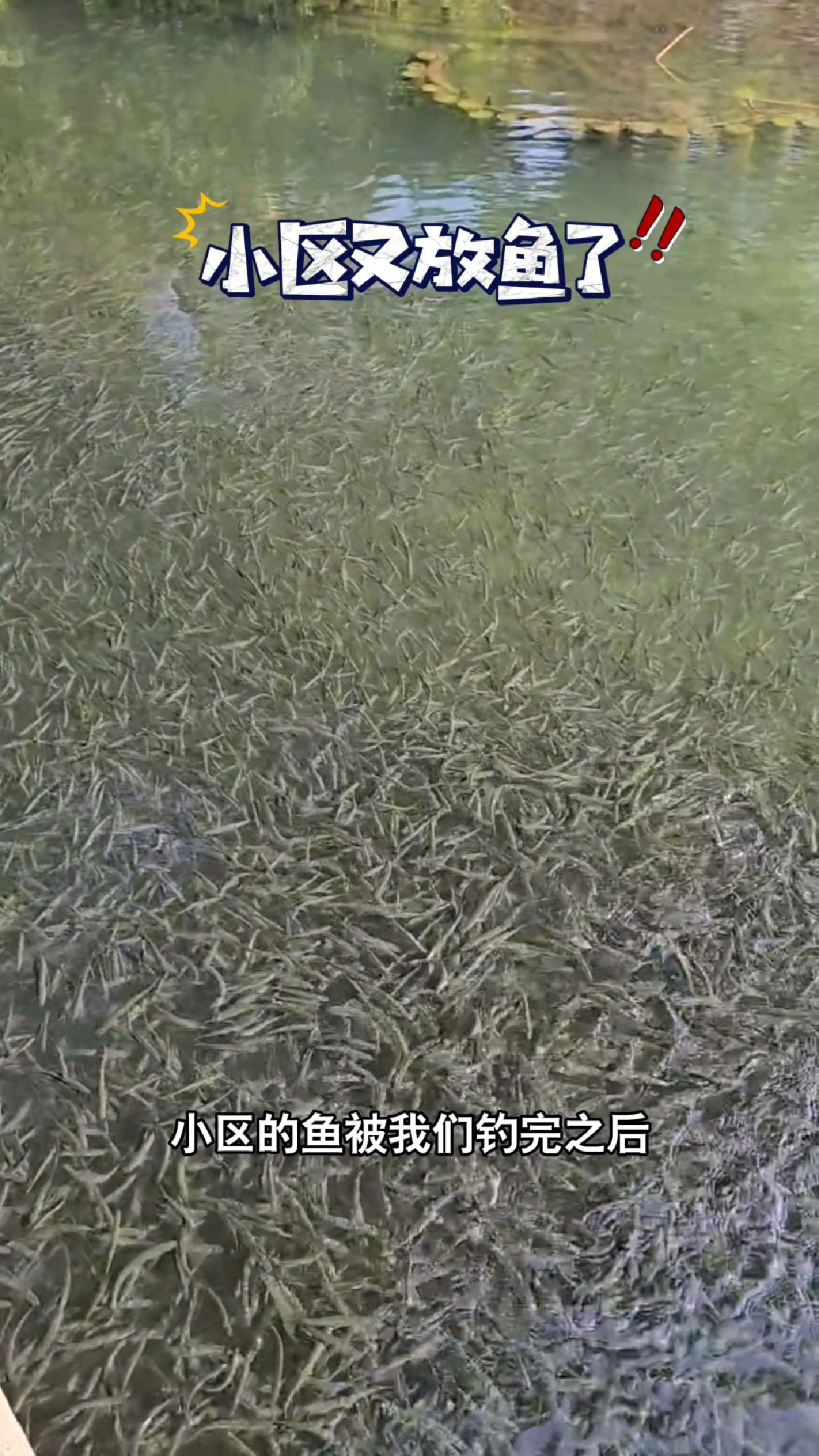 小区的鱼被我们钓完之后，开发商又放生了一大群的鱼