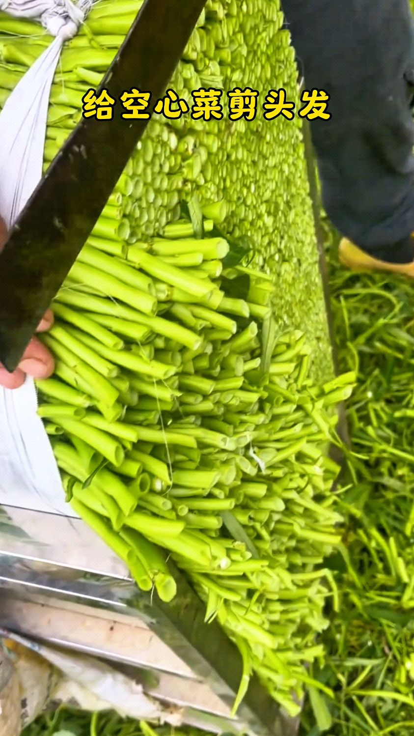 大棚里的空心菜适意乱长,我们需要用刀把它的斜面切平