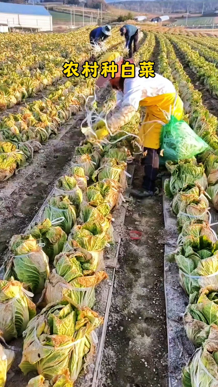 农村种白菜的方法。 #勤劳的农村人 #动植物趣味百科