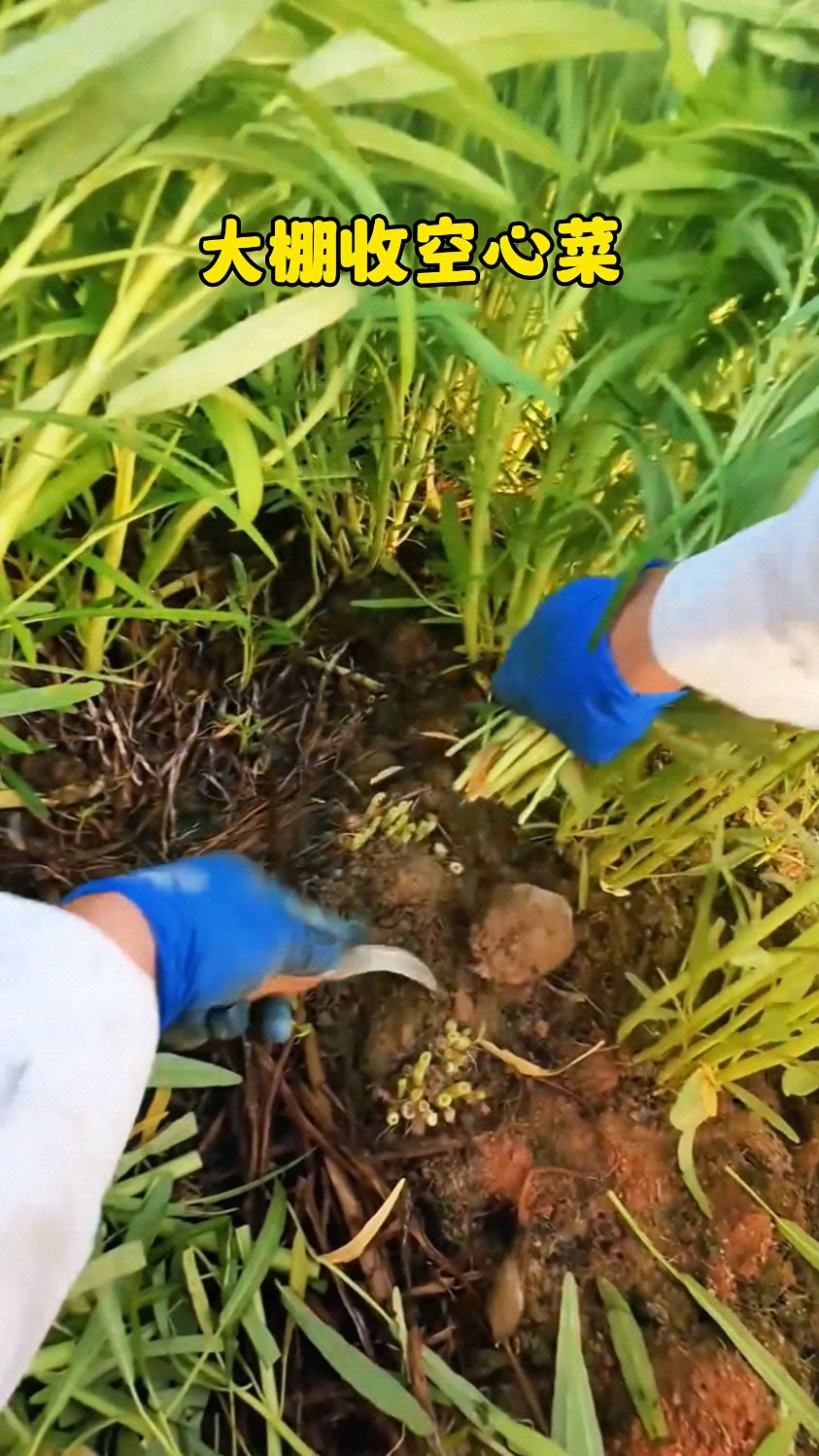 你知道如何采收空心菜吗? #勤劳的农村人 #动植物趣味百科
