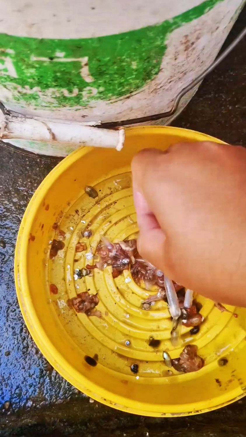 处理鱼的时候,在里面找到的鱼结石#我的钓鱼日记