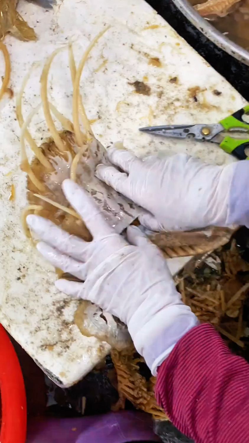 戴上手套把鱼翅里面的翅针撕下来#我的钓鱼日记