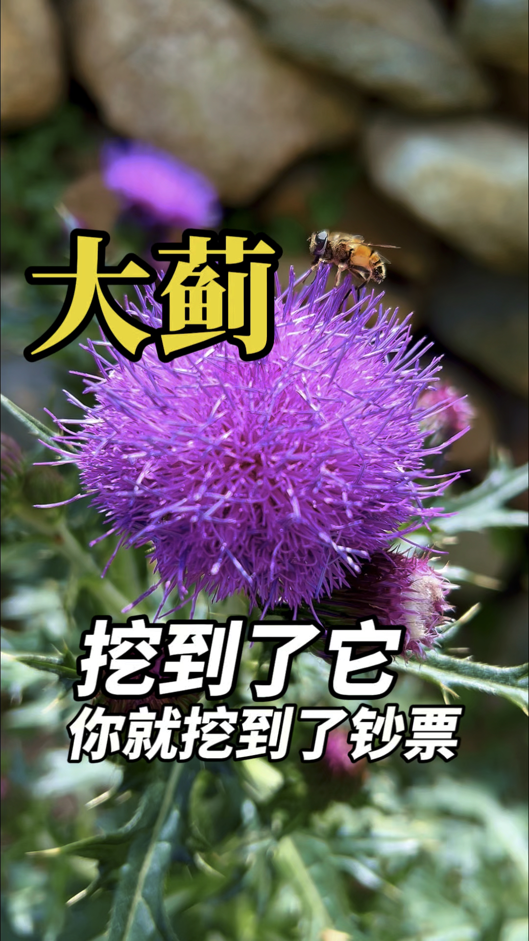 农村珍贵的植物大蓟