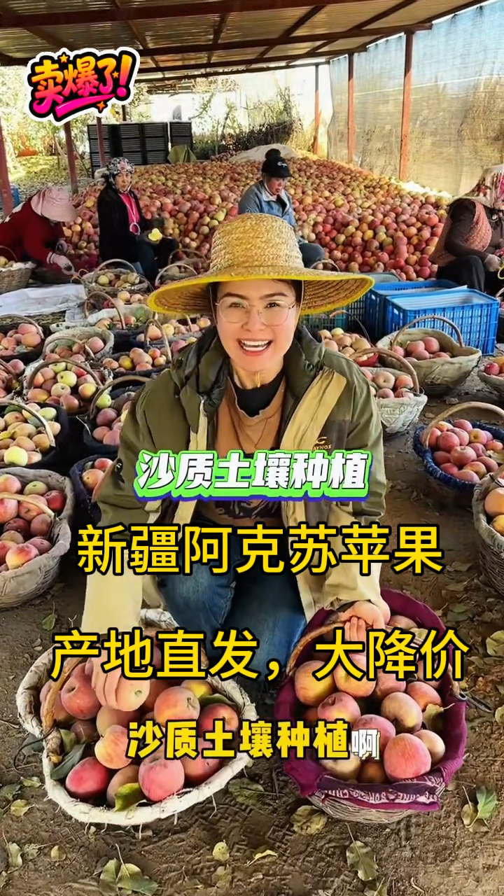 阿克苏冰糖心苹果沙土地种植,产地直发大降价。