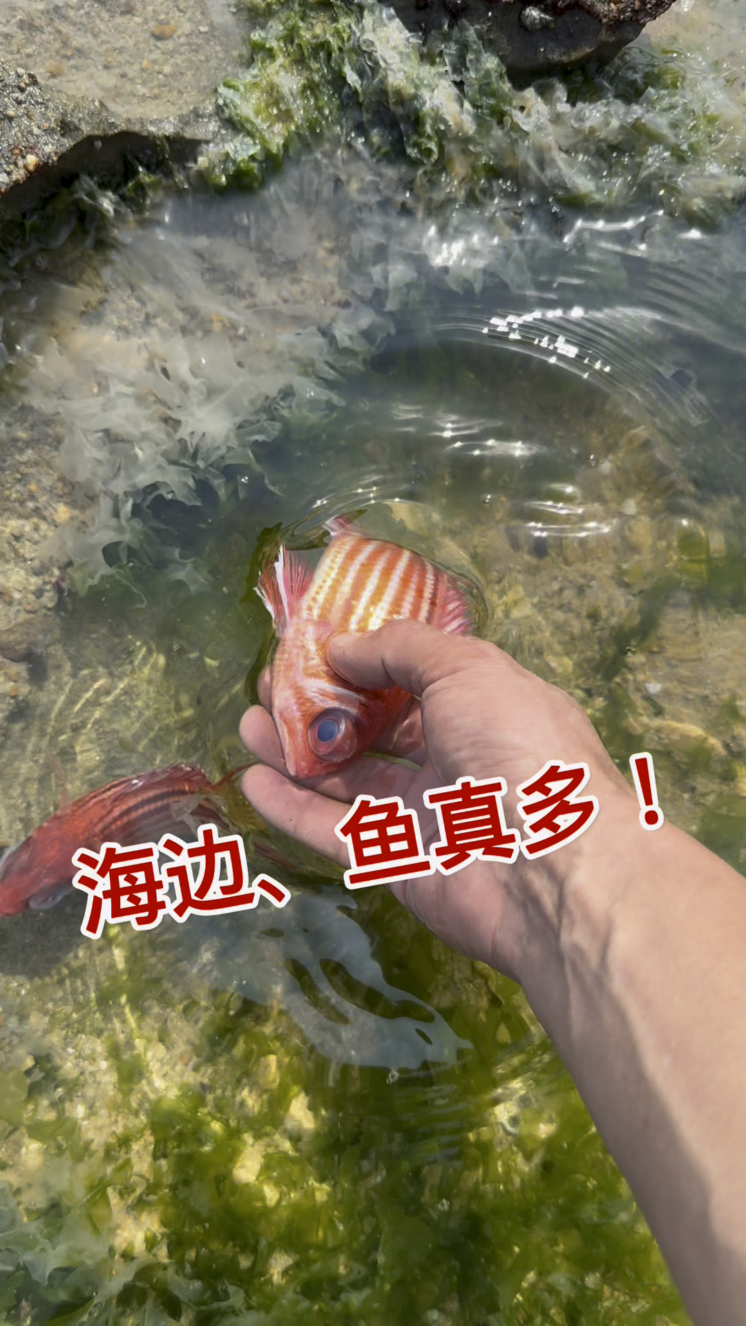 发现一群小红鱼、还是海里鱼多