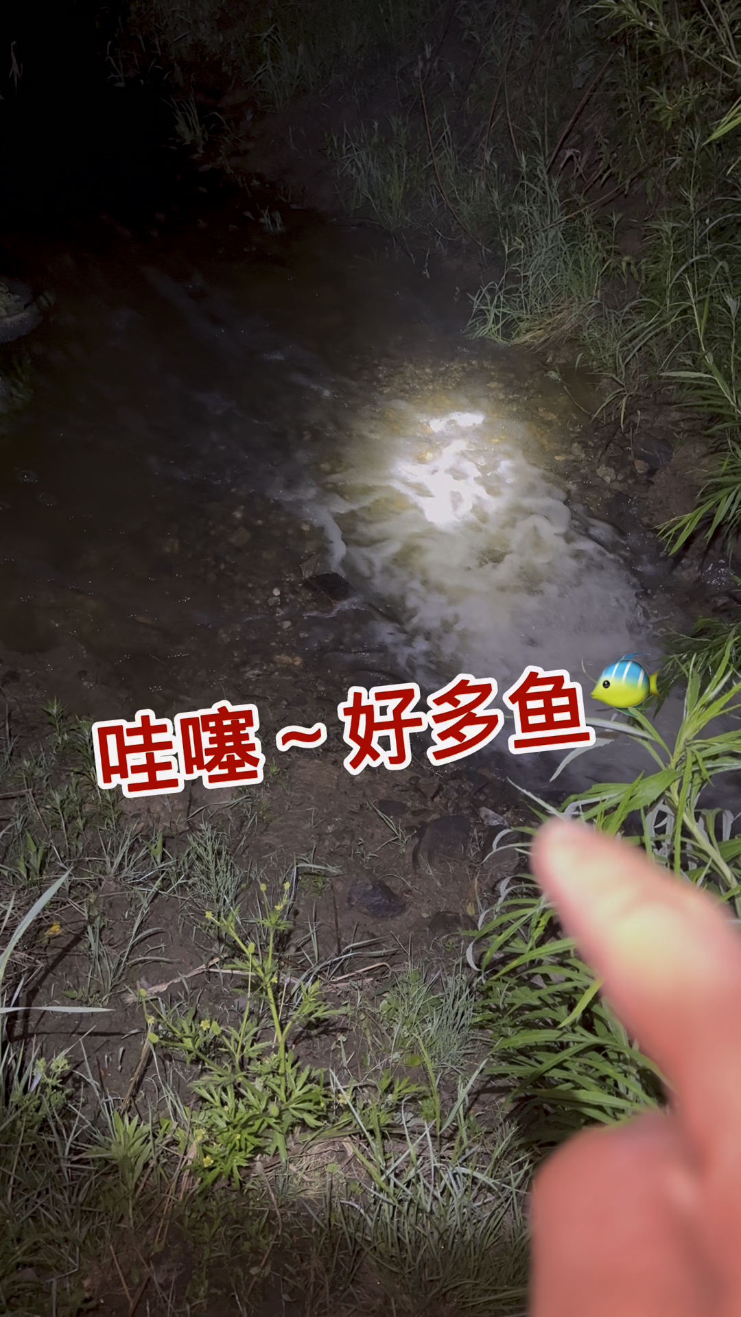 哇噻～好多鱼、这是春天时拍到的库存视频