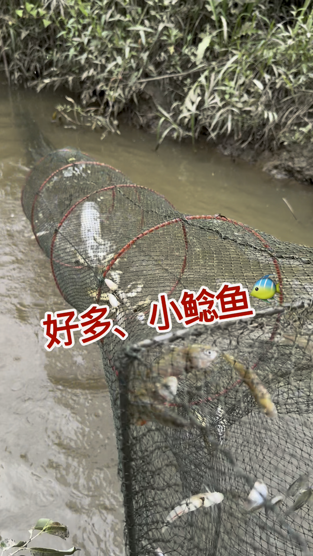 好多小鲶鱼,没啥像样的鱼