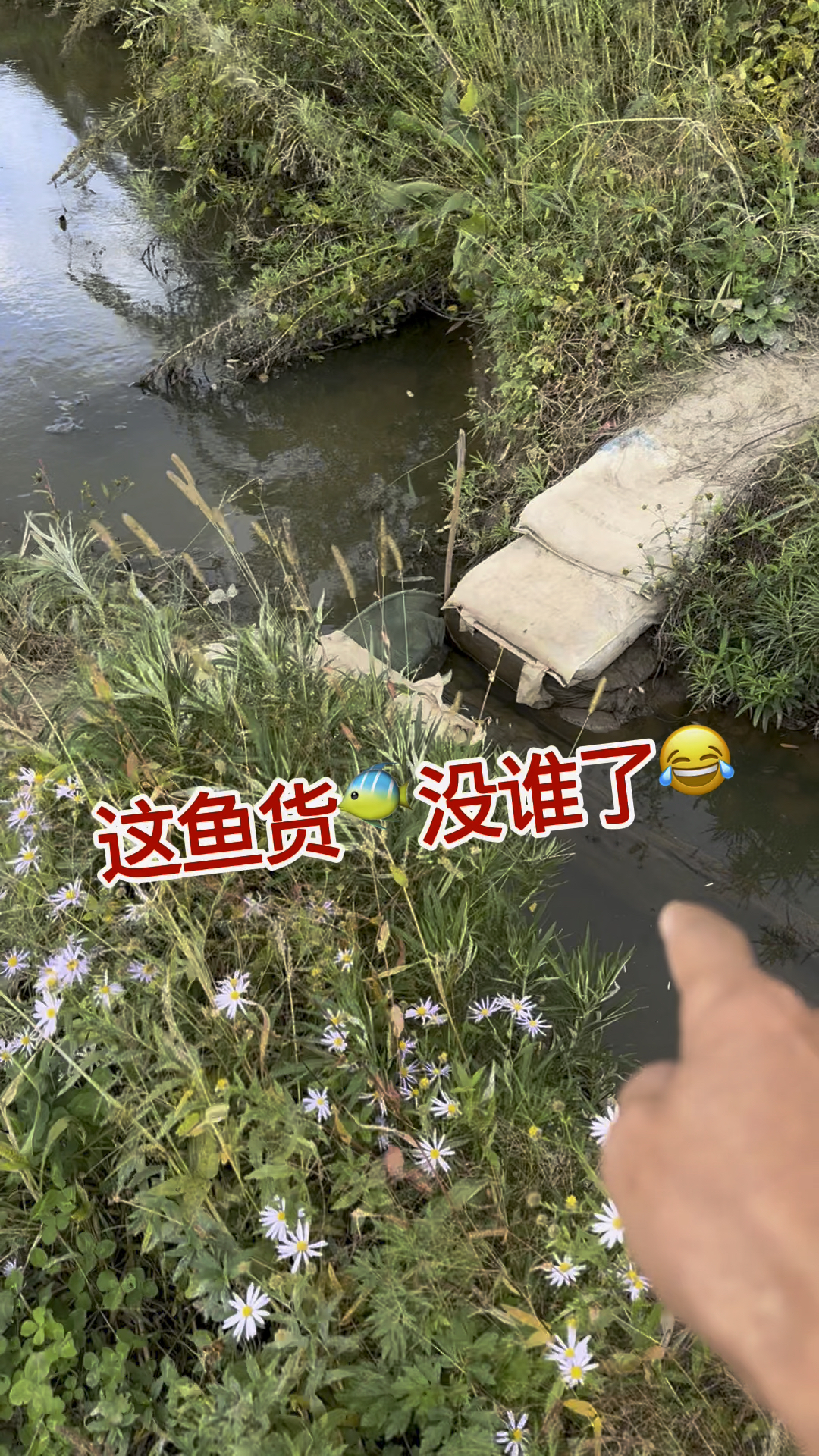 这鱼货没谁了,一晚上啊