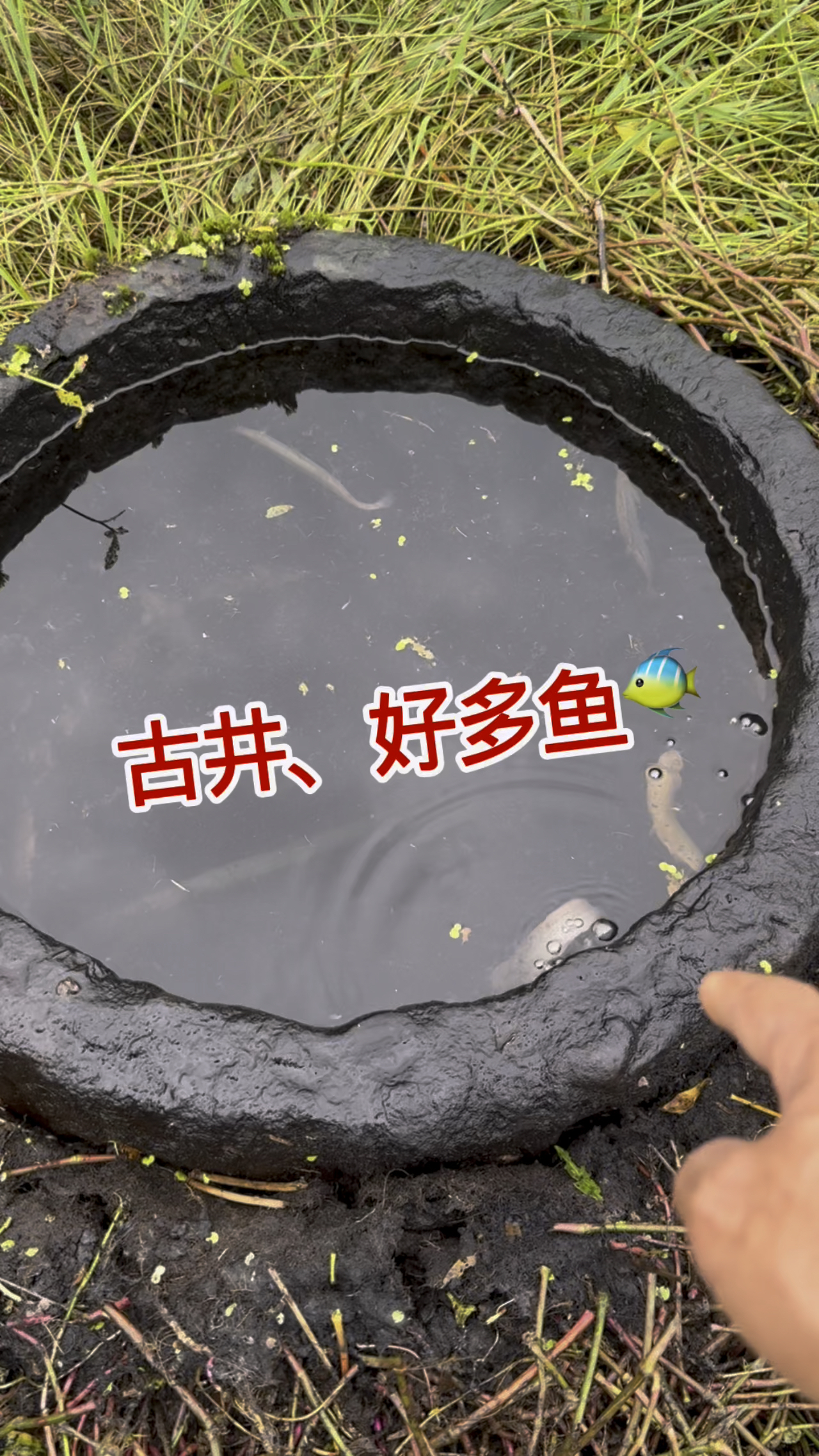 这古井好多鱼,用南瓜抓鱼