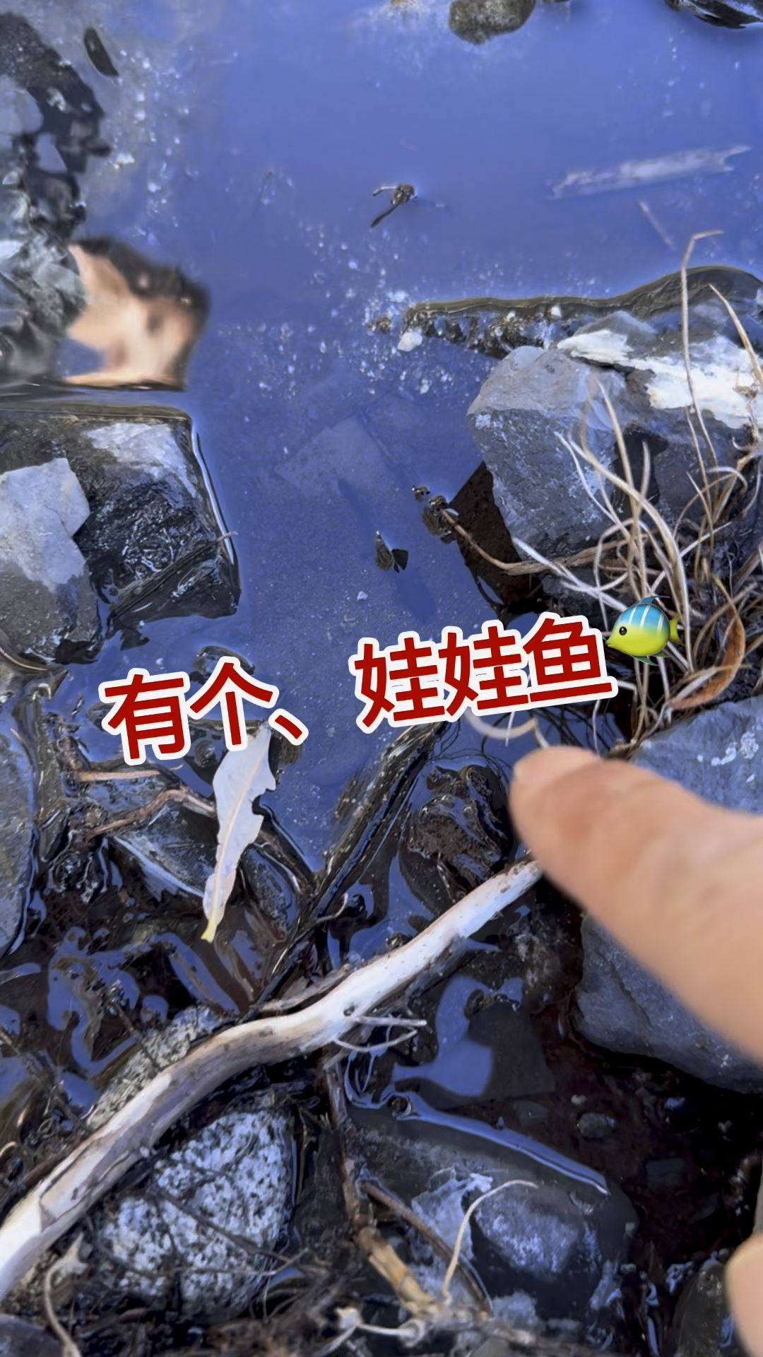 山里小溪，发现个娃娃鱼