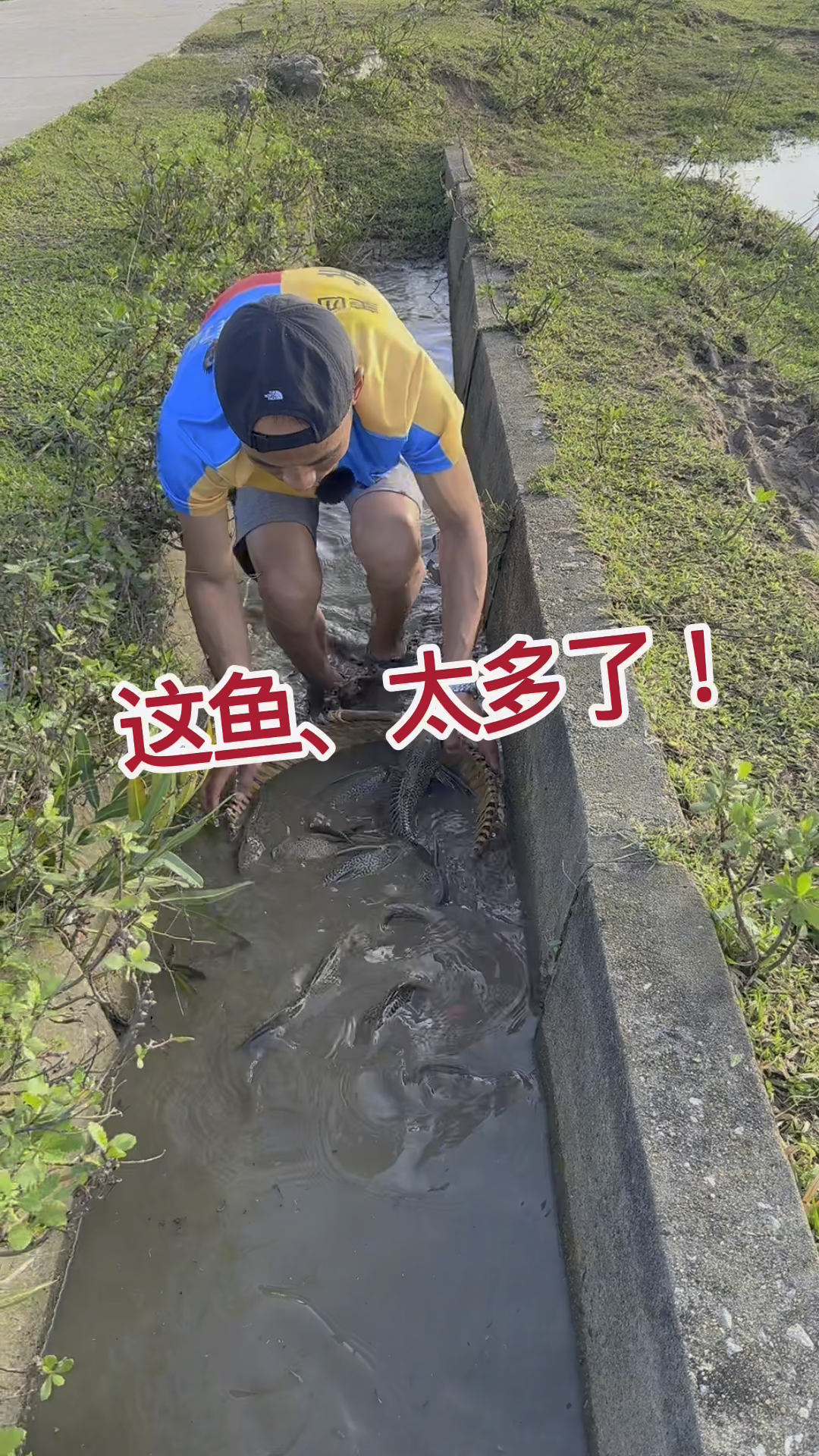 小水渠这鱼，太多了