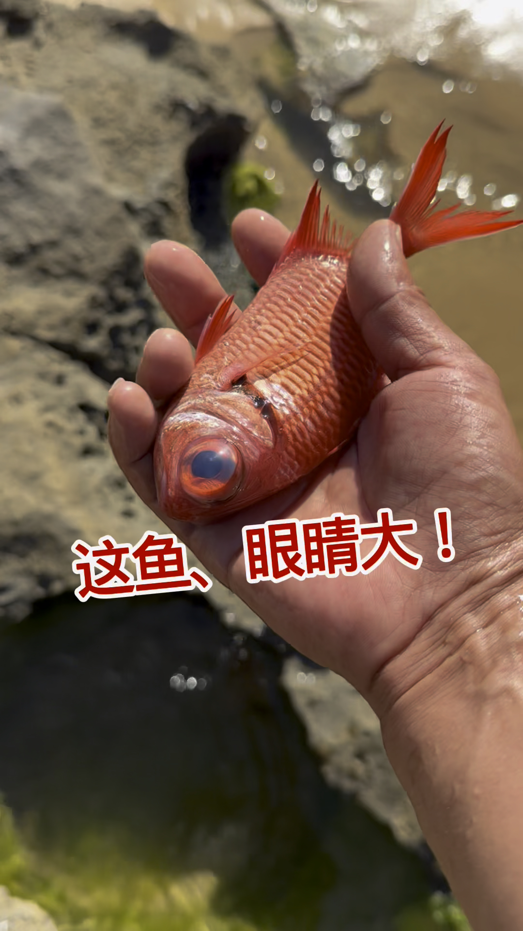 这条鱼,眼睛真大