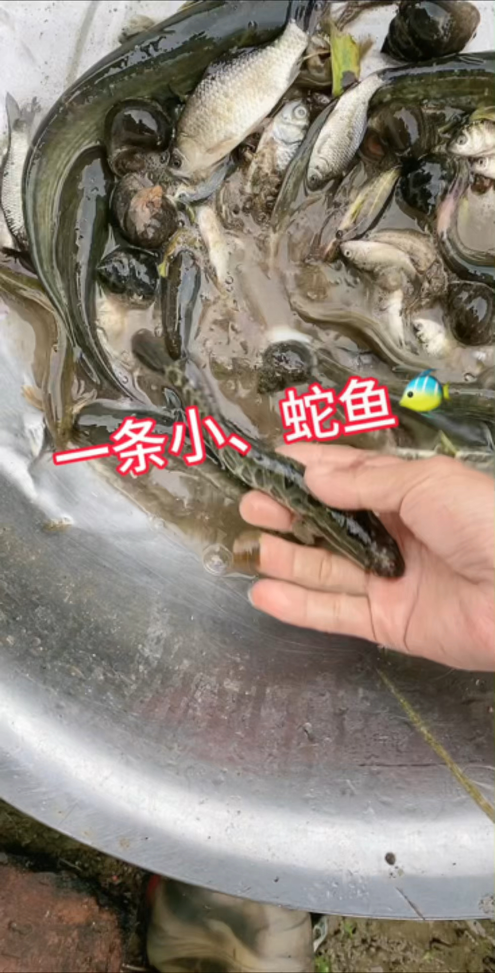 真实户外，一条小蛇鱼