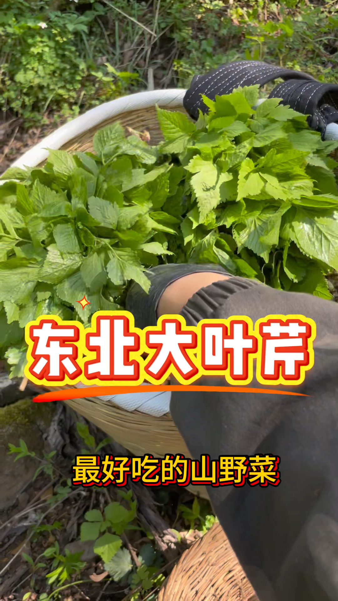 最好吃的山野菜，当然还是东北大叶芹