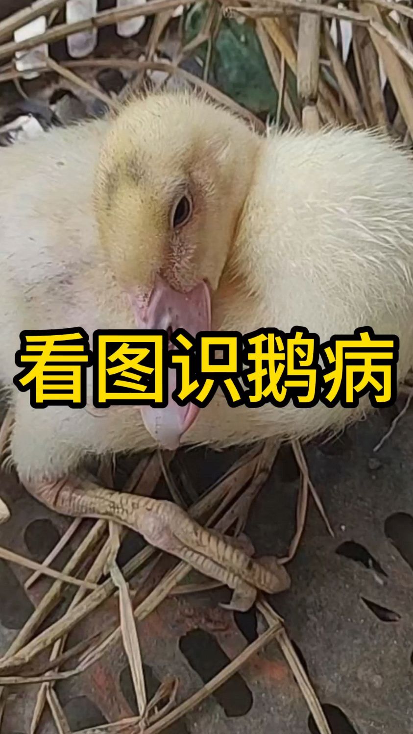 养殖不易,看图识鹅病