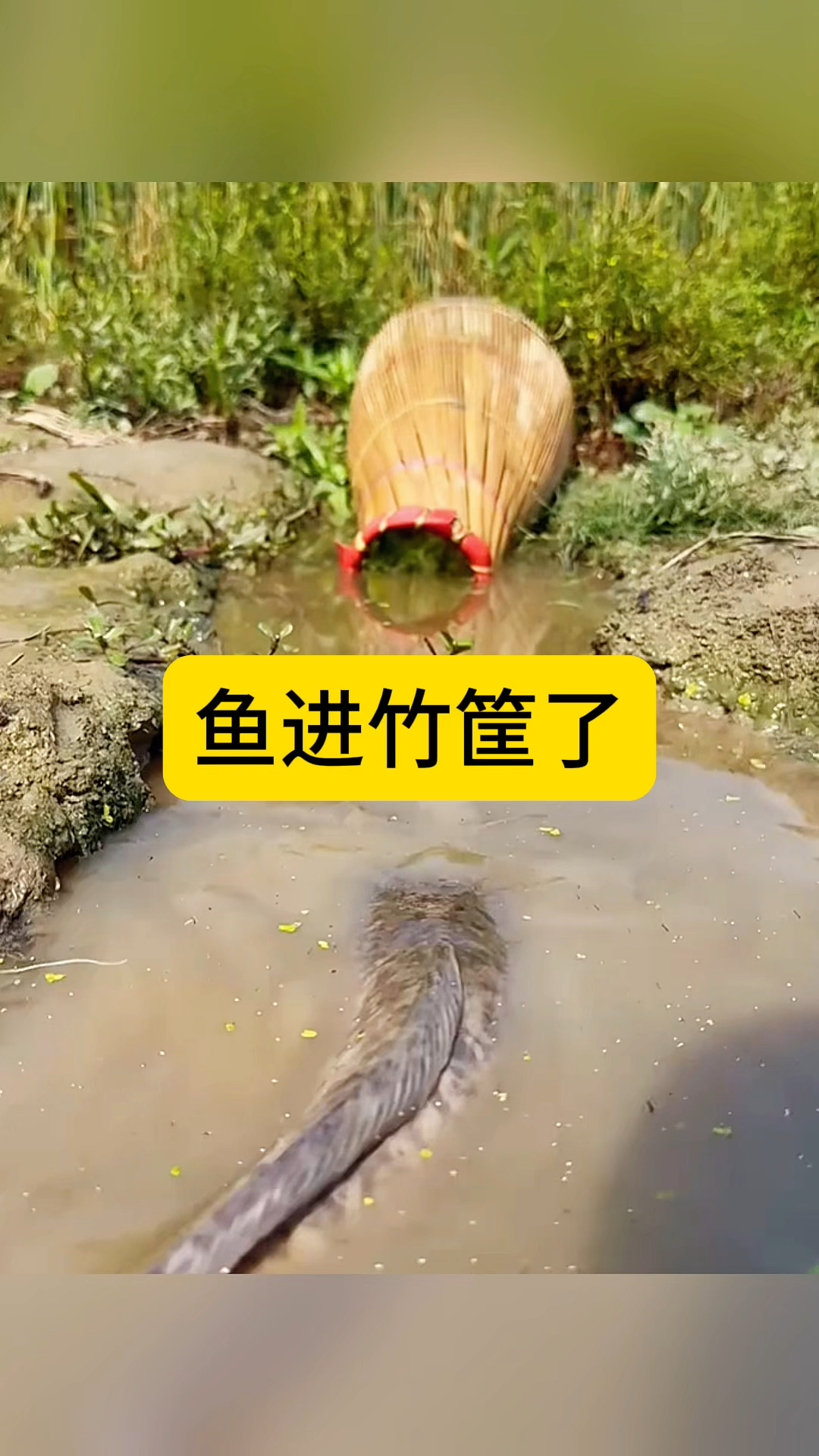 鱼进竹筐了,简直就是自投罗网