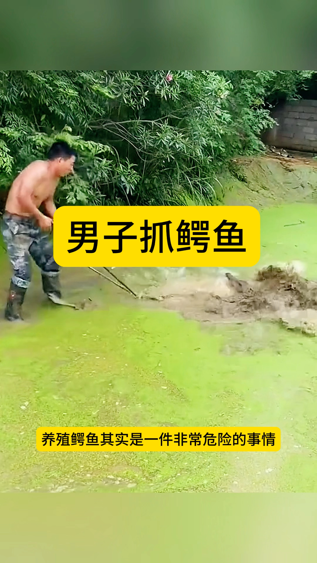 男子抓鳄鱼,利用自制的大钳子把鳄鱼给擒获了