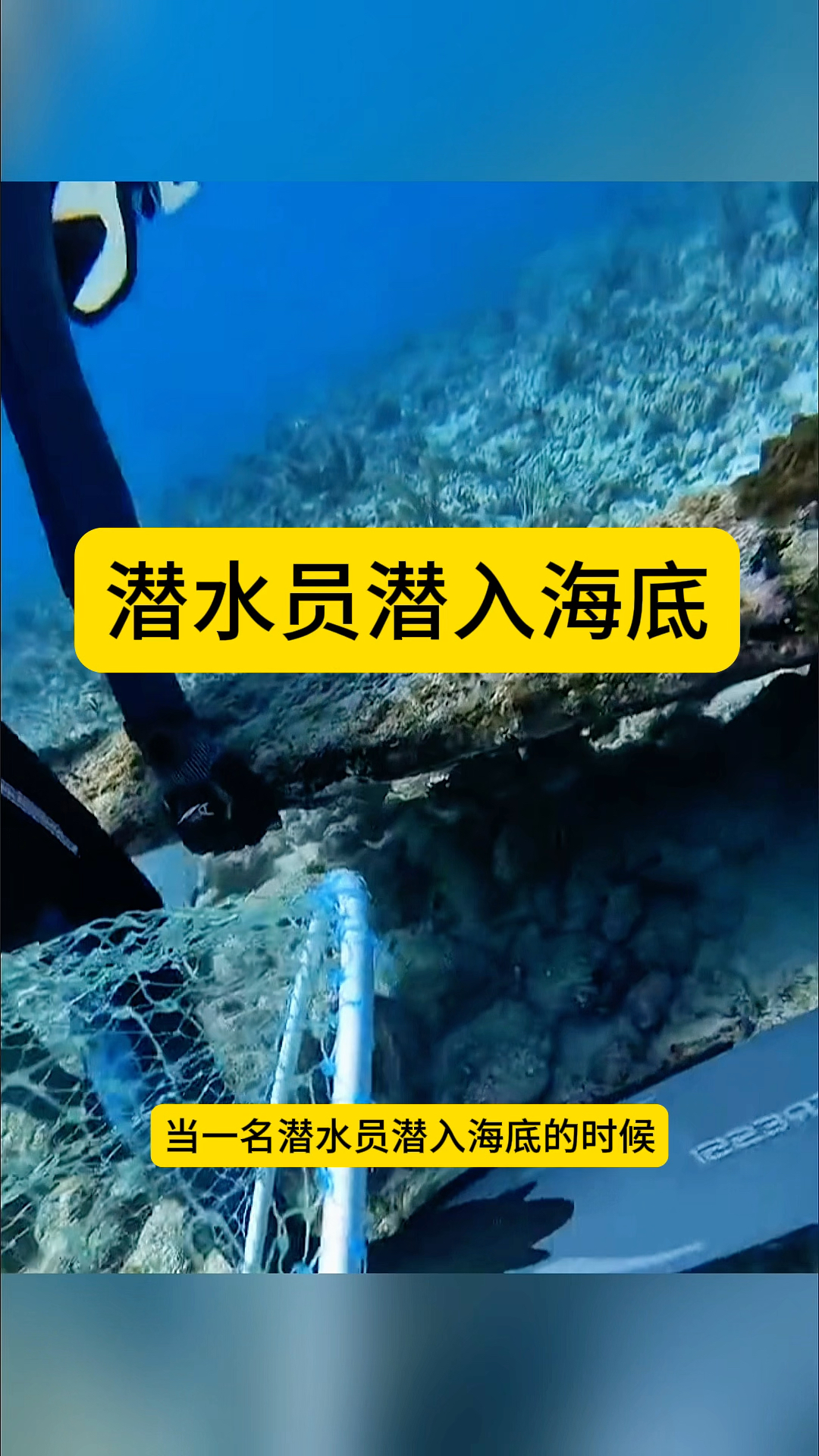 潜水员潜入海底,居然在岩石下发现一窝大龙虾