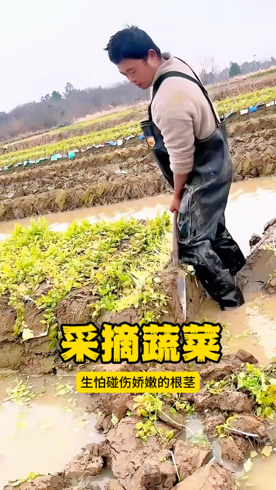 采摘蔬菜，连根挖出！