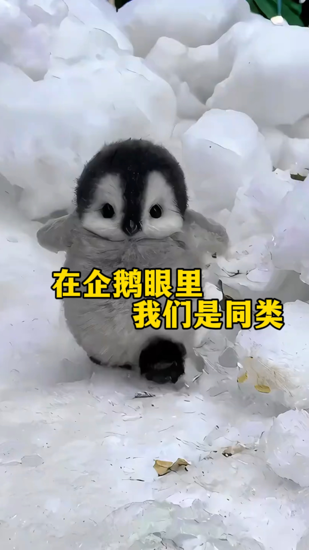 原来在企鹅眼里，我们是它们的同类
