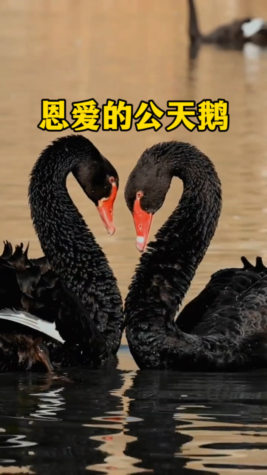 两只恩爱的公天鹅怎么生孩子?