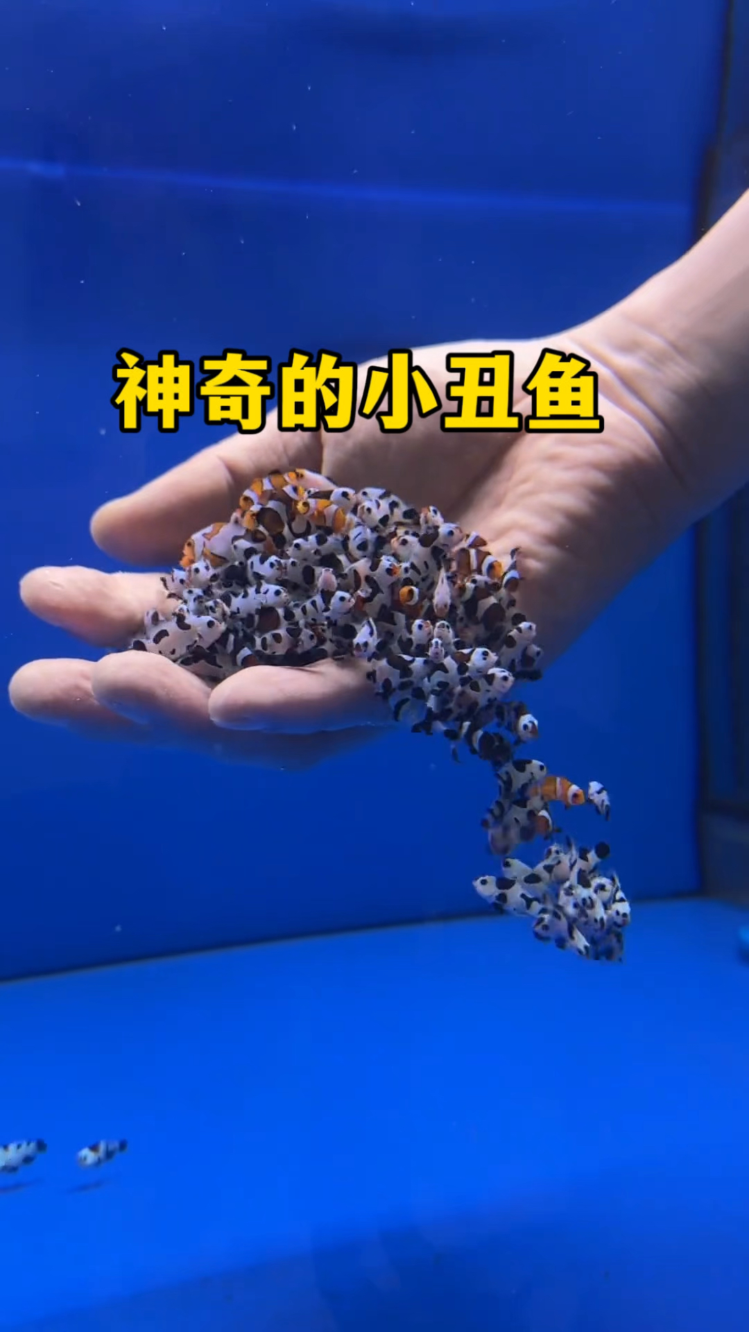 神奇的小丑鱼，不仅能摸，还能变性！