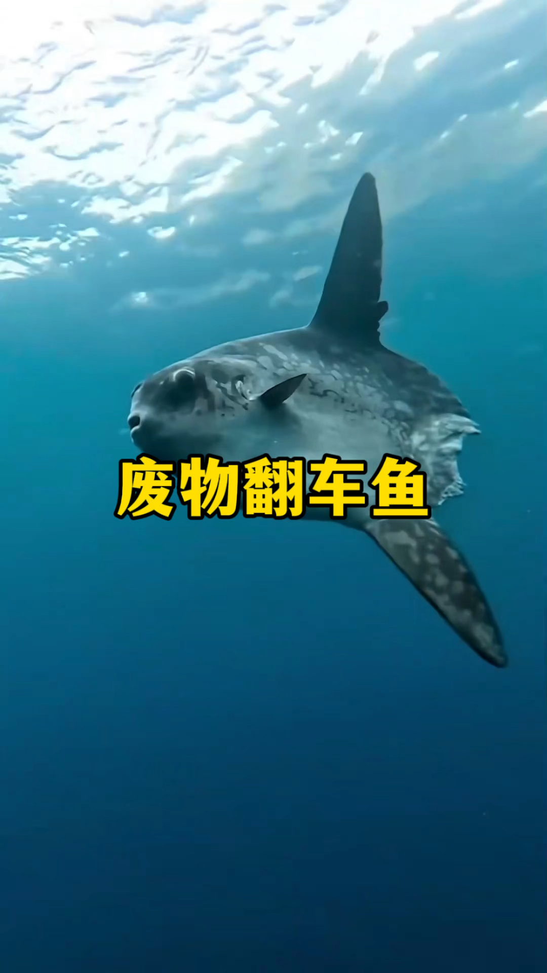 海洋废物-翻车鱼