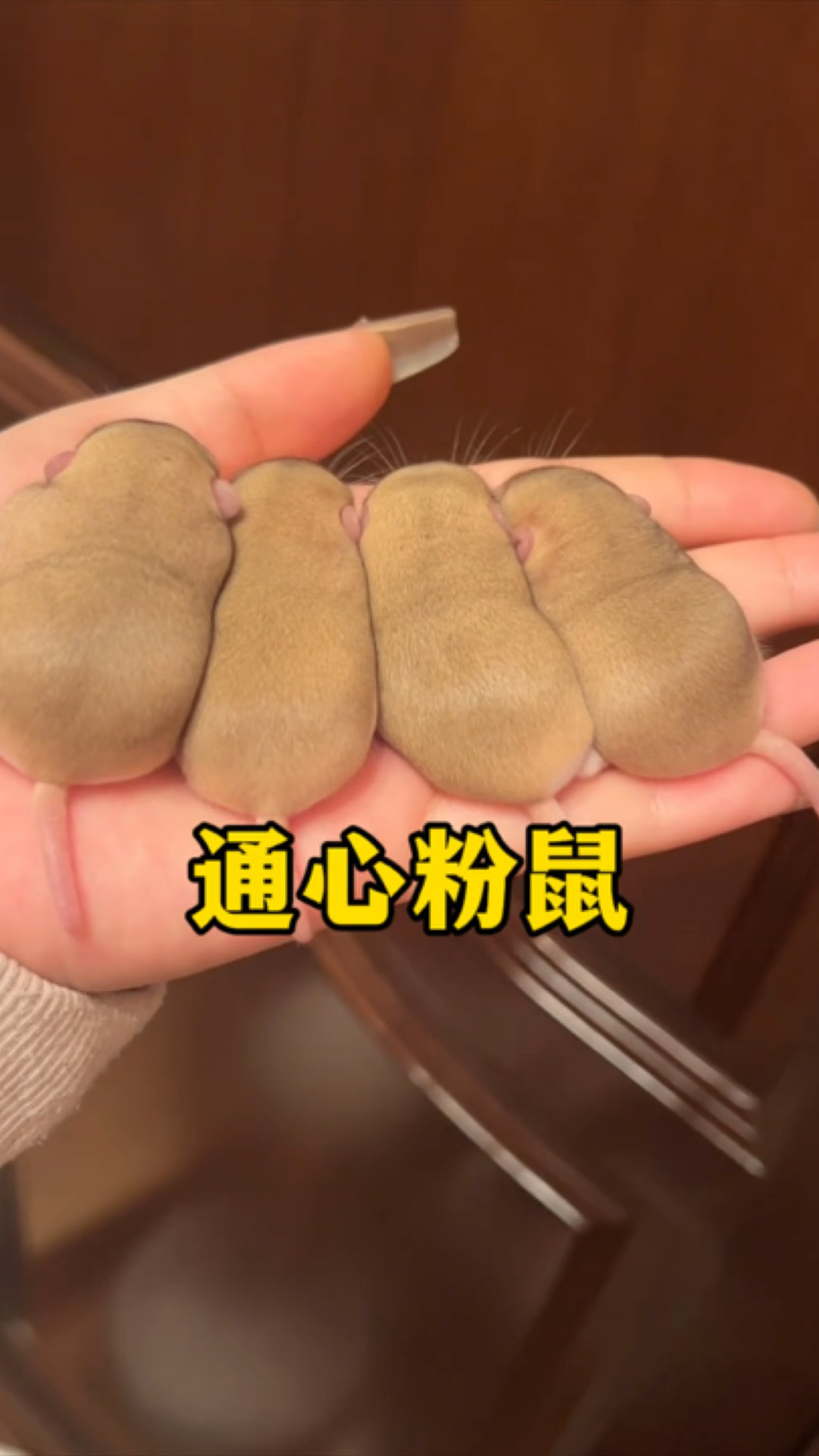 软萌可爱的通心粉鼠让人忍不住想一口吃掉