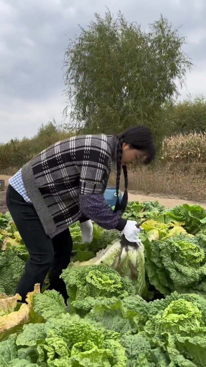 辣白菜,腌大白菜我们东北人永远不嫌累