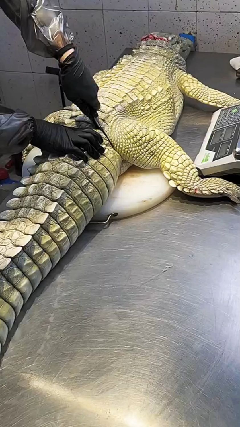 大家有吃过人工养殖鳄鱼肉?