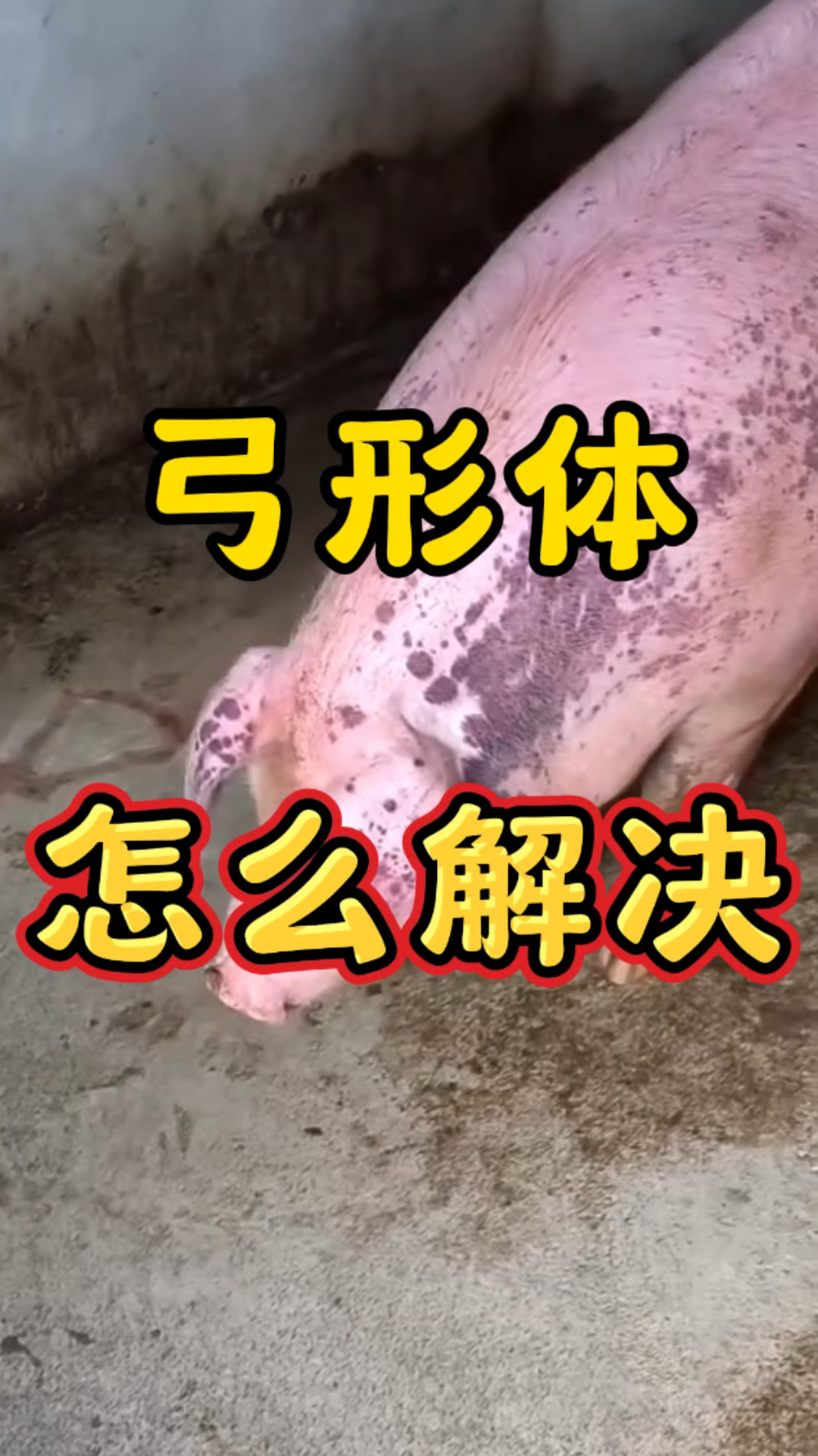 猪全身出现紫色的斑块,怎么回事?如何解决?