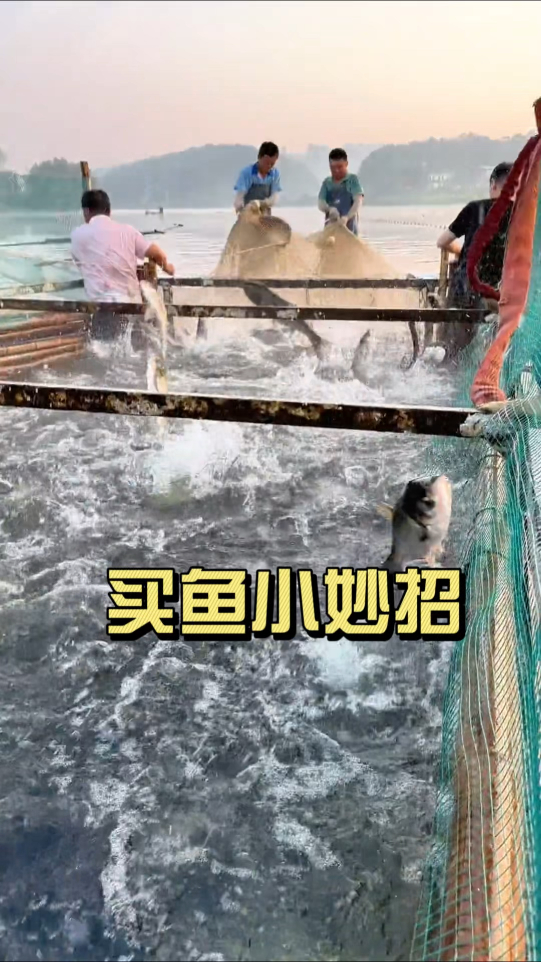 一个视频教你怎么买鱼
