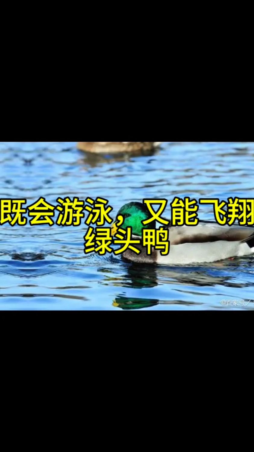 既会游泳又能飞翔的绿头鸭