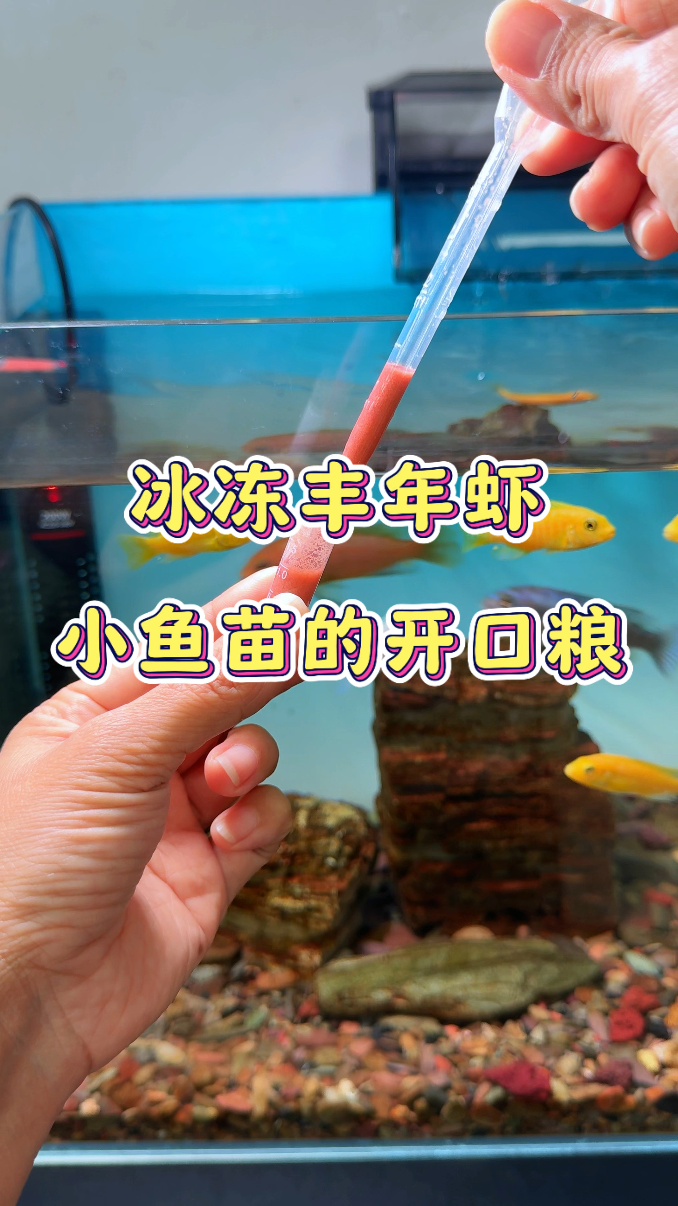 小鱼苗喂什么可以快速长大 推荐这款超高浓度冰冻丰年虾#养鱼日记