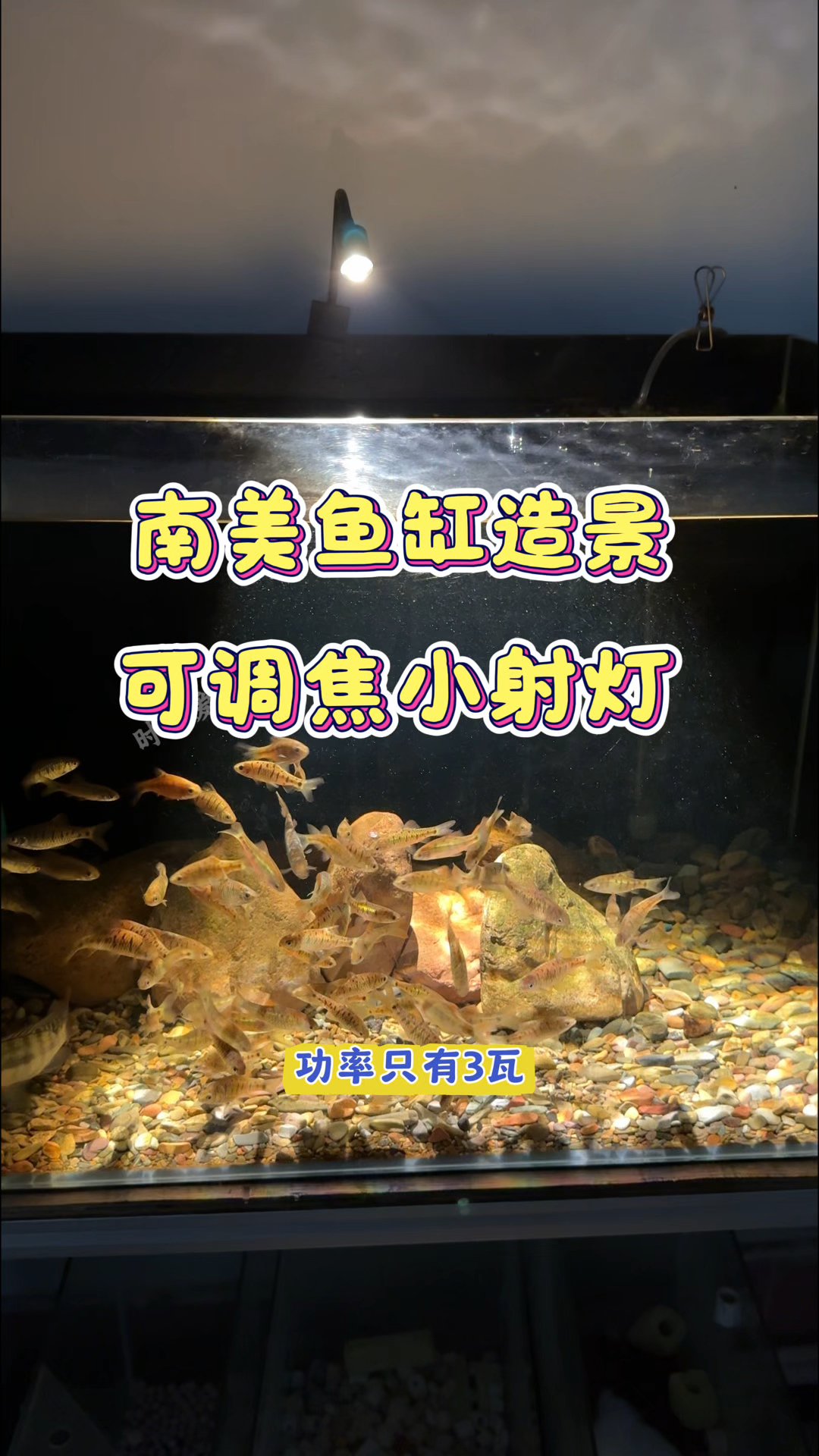 给我这鱼缸装了盏小射灯 这效果太炸裂了#水族#南美缸造景#小射灯