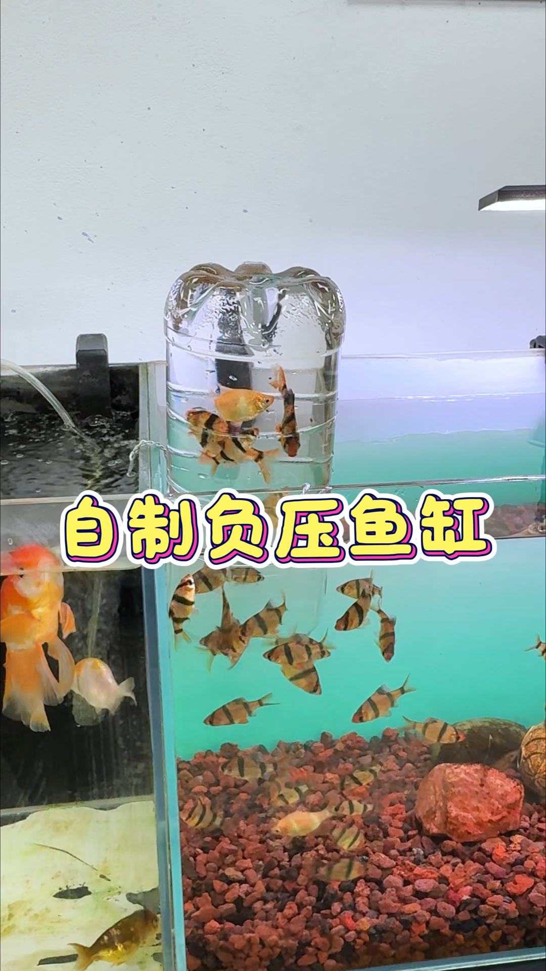 0成本教大家做一个超简单的#负压鱼缸 #养鱼日记 #观赏鱼 #手工