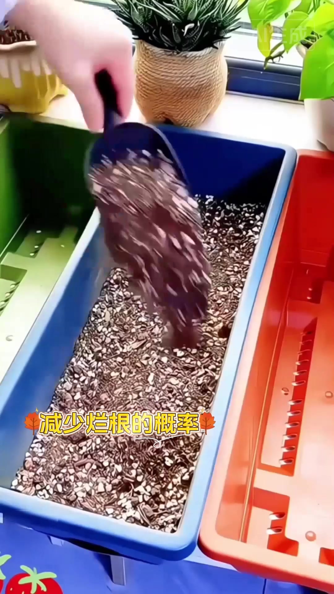 加厚塑料种菜盆,轻便结实不生锈,室内室外都能用