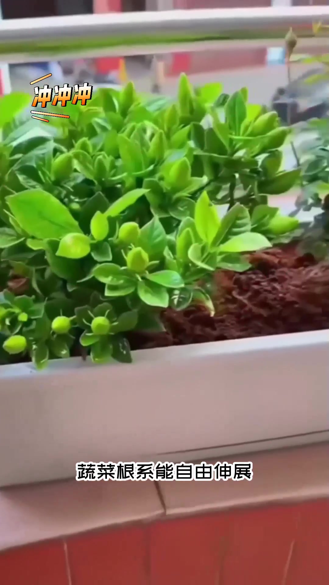 室内种菜用浅种菜盆,不占地方好摆放,绿叶蔬菜天天有