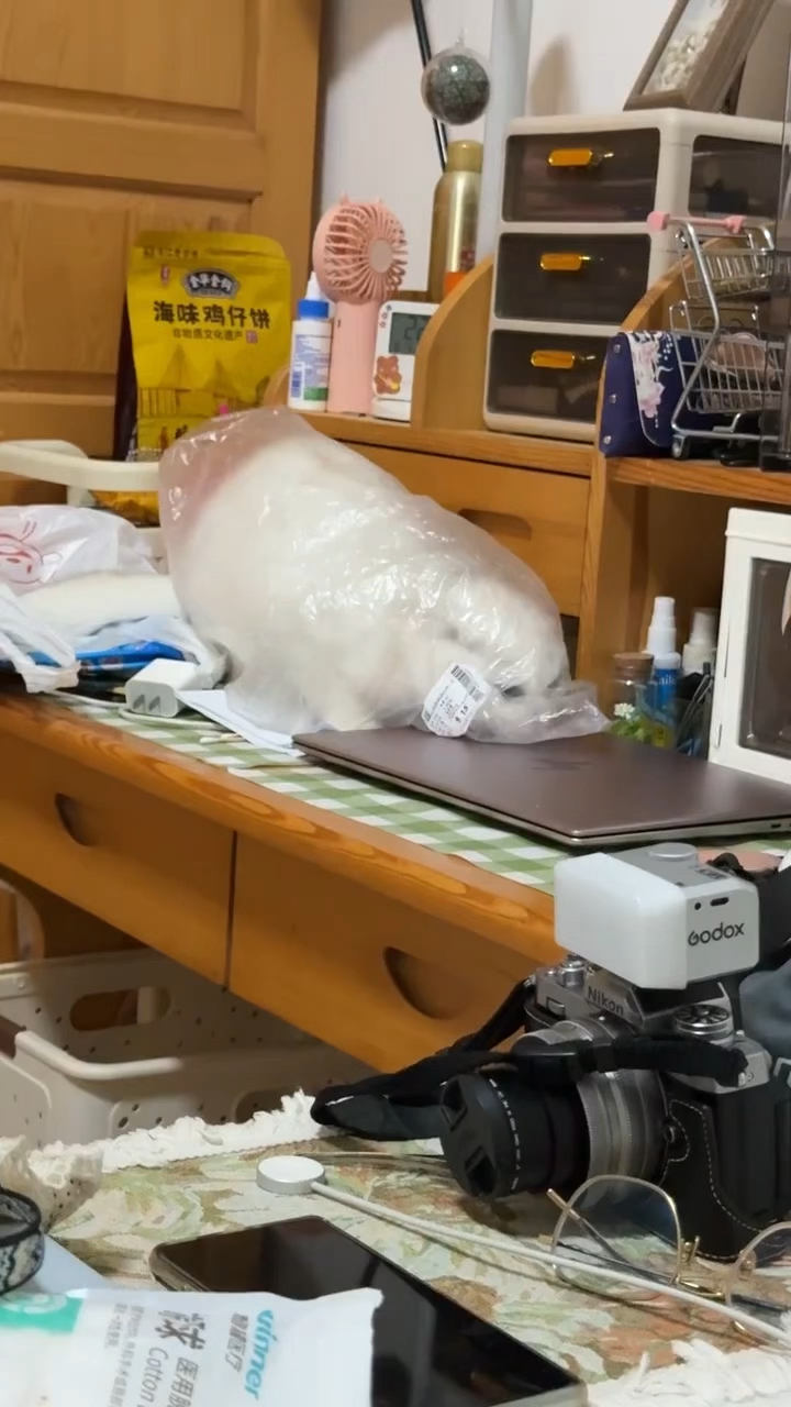 这猫怎么喜欢往袋子里面钻呀?