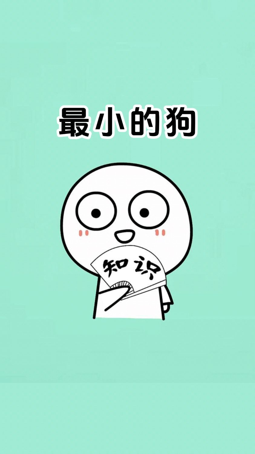 你见过世界上最小的狗狗嘛