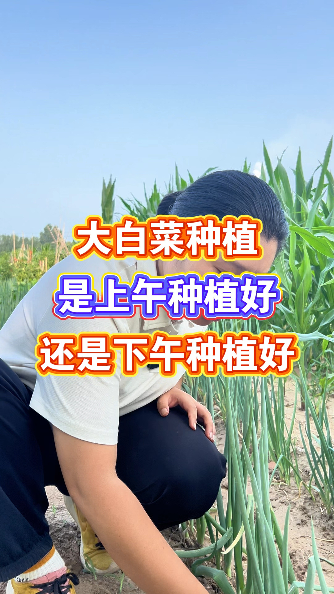 白菜上午种好还是下午种好