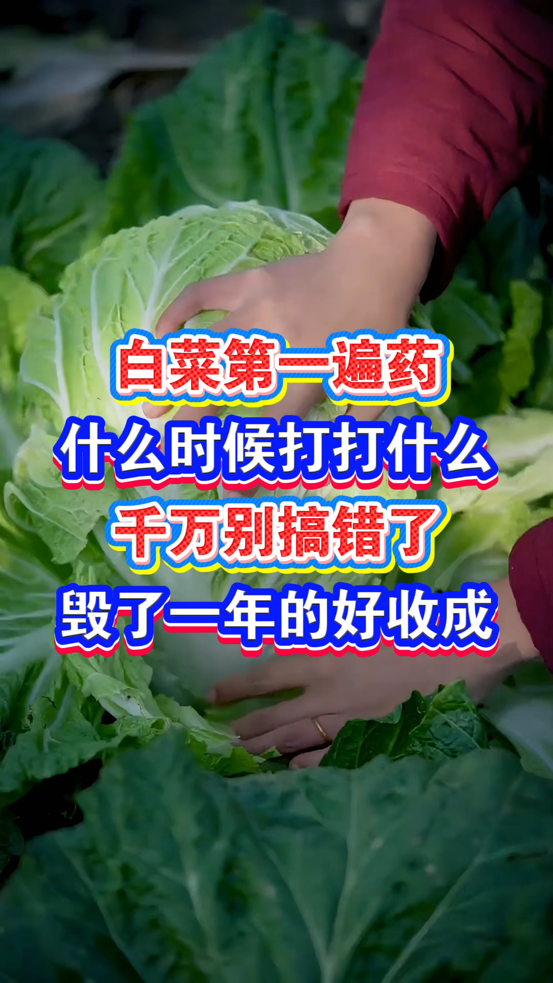 白菜第一遍药什么时候打