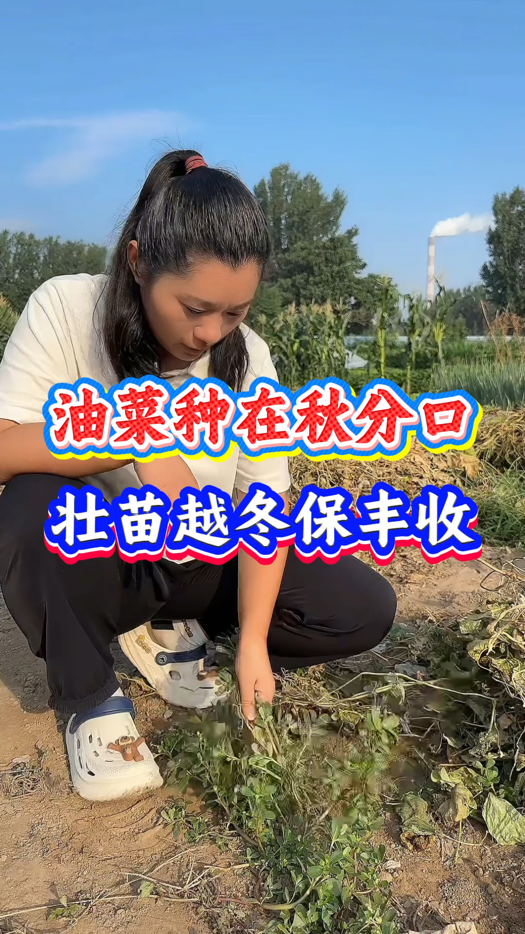 油菜种植什么时间