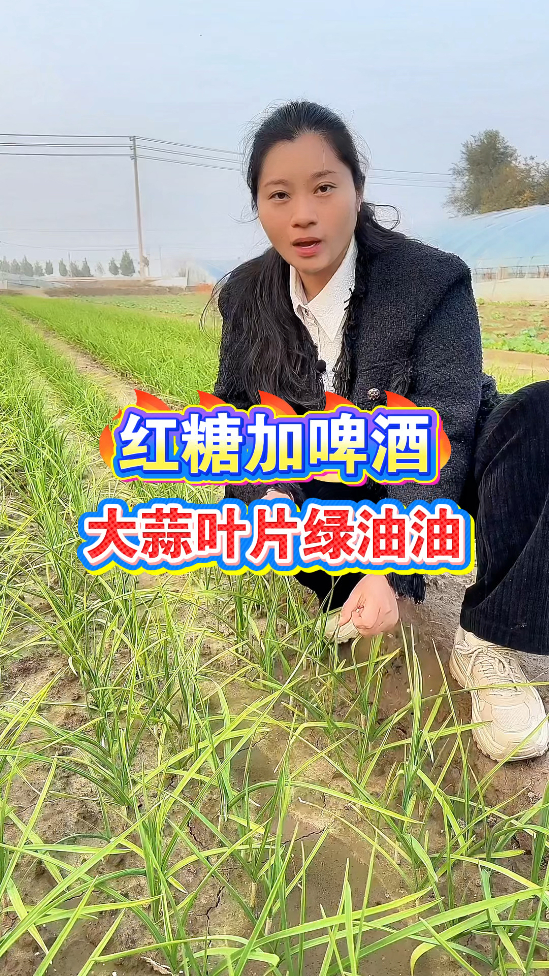 大白菜包心小技巧